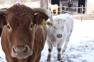 vpem-karcherhof-IMG 1454